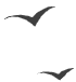 bird3 in background scen